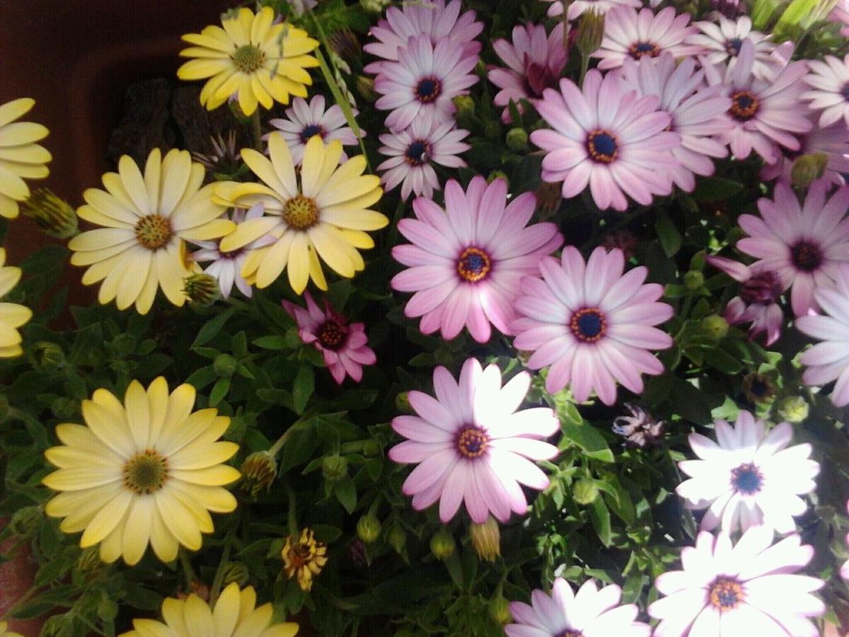 Homestay Garden Fiorella