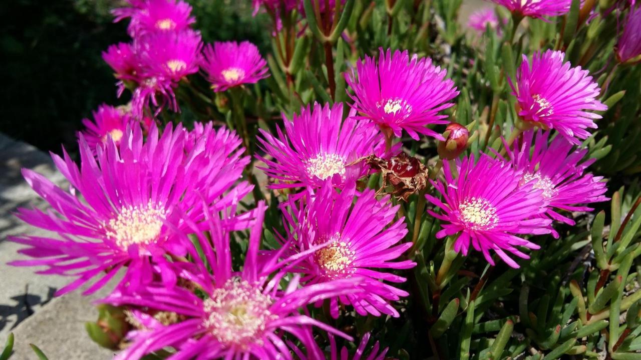 Garden Fiorella *